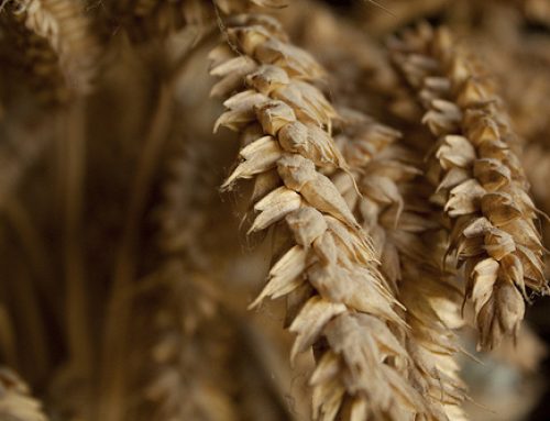 Molino Rossetto: cucina naturale tra storia e innovazione