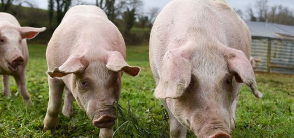 Germania, allevamenti di suini diminuiti del 41,7% in dieci anni, ma le aziende sono più grandi