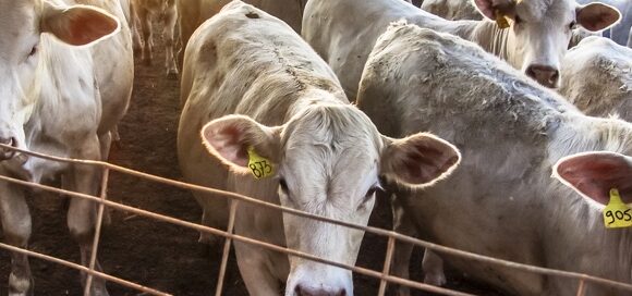 Carne bovina (Cciaa di Modena): dopo tanto tempo, crescono le quotazioni della vacca