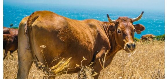 Tassa sulle flatulenze