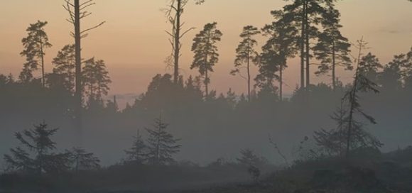 Regolamento Ue sulla deforestazione (Eudr): la Commissione propone una proroga di 12 mesi all’entrata in vigore