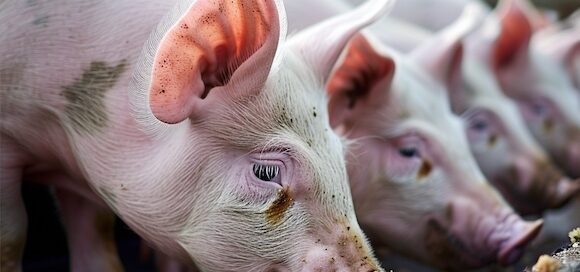 Rabobank: il settore suinicolo globale verso una stabilizzazione nel 2025