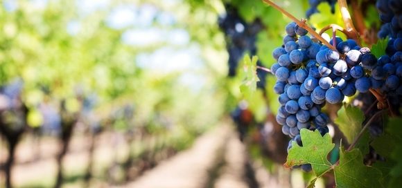 In anticipo la vendemmia in Sicilia a causa del caldo